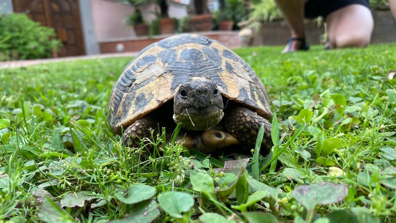 Eine unserer zwei Villa-Schildkröten in Fregene